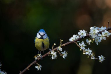 Eurasian blue tit (Cyanistes caeruleus) sitting on a branch in the forest in the Netherlands. Black background