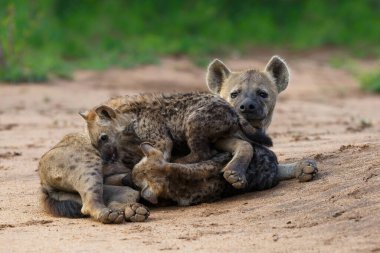 Sırtlan anne, Güney Afrika 'daki Sabi Sands oyun parkında gün doğumuyla yavrularını emzirirken görüldü.