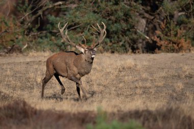 Çiftleşme mevsiminde kızıl geyik geyiği Hollanda 'daki Ulusal Park Hoge Veluwe ormanında baskın bir Bahaviour göstermektedir.