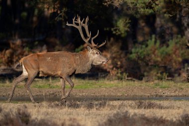 Çiftleşme mevsiminde kızıl geyik geyiği Hollanda 'daki Ulusal Park Hoge Veluwe ormanında baskın bir Bahaviour göstermektedir.