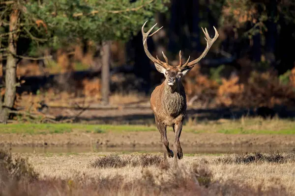 Çiftleşme mevsiminde kızıl geyik geyiği Hollanda 'daki Ulusal Park Hoge Veluwe ormanında baskın bir Bahaviour göstermektedir.