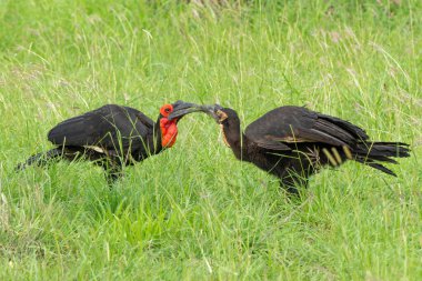 Güney Ground Hornbill (Bucorvus Leader Beatbeateri; eski adıyla Bucorvus cafer), Güney Afrika 'daki yeşil mevsimde Kruger Ulusal Parkı' nda bir gençle etkileşim halinde olan yetişkin bir yetişkin.