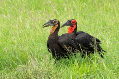 Güney Ground Hornbill (Bucorvus Leader Beatbeateri; eski adıyla Bucorvus cafer), Güney Afrika 'daki yeşil mevsimde Kruger Ulusal Parkı' nda bir gençle etkileşim halinde olan yetişkin bir yetişkin.