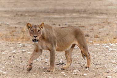 Güney Afrika 'daki Kgalagadi Sınır Aşan Parkı' ndaki Kalahari Çölü 'nde yürüyen aslan (Panthera leo).