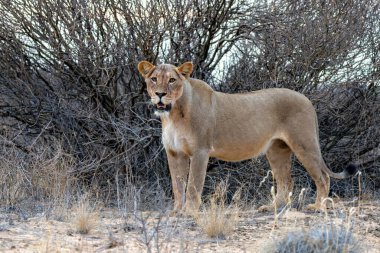 Güney Afrika 'daki Kgalagadi Sınır Aşan Parkı' ndaki Kalahari Çölü 'nde yürüyen aslan (Panthera leo).