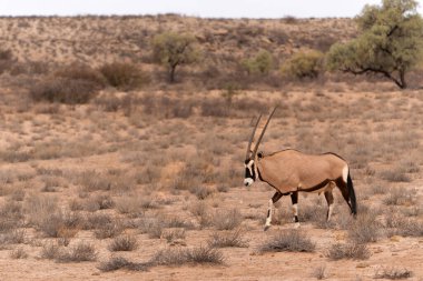 Afrika antilobu, Afrika antilobu veya Afrika antilobu (Oryx gazella) Güney Afrika 'daki Kgalagadi Transfrontier Parkı' nın kuru kırmızı kumullarında su ve yiyecek aramaktadır.