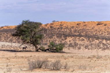 Afrika antilobu, Afrika antilobu veya Afrika antilobu (Oryx gazella) Güney Afrika 'daki Kgalagadi Transfrontier Parkı' nın kuru kırmızı kumullarında su ve yiyecek aramaktadır.