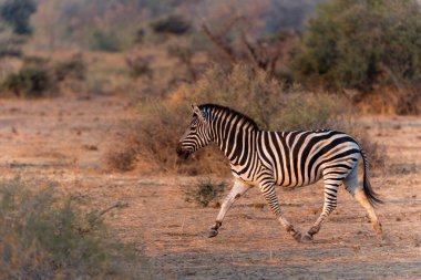 Zebra. Plains zebra (Equus quagga, eski adıyla Equus burchellii), Botswana 'daki Tuli Bloğunda Mashatu Oyun Rezervi' nde gezinen yaygın zebra olarak da bilinir..                            