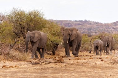  Botsvana 'daki Tuli Bloğunda Mashatu oyun parkında yürüyen fil sürüsü.                              