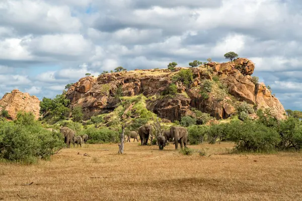Botsvana 'daki Tuli Bloğunda Mashatu oyun parkında yürüyen fil sürüsü.