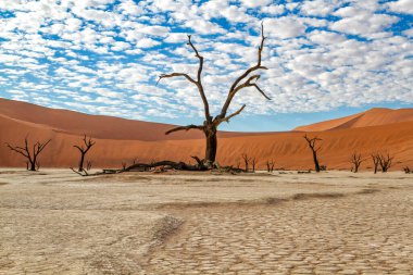 Namib-Naukluft Ulusal Parkı 'nın bir parçası olan Sossusvlei' deki Ölü Vlei 'de güzel bulutlu bir gökyüzü olan ölü ağaçlar