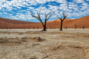 Namib-Naukluft Ulusal Parkı 'nın bir parçası olan Sossusvlei' deki Ölü Vlei 'de güzel bulutlu bir gökyüzü olan ölü ağaçlar