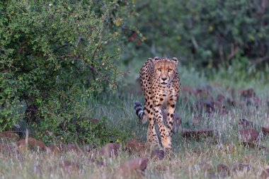 Çita (Acinonyx jubatus), Botswana 'daki Tuli Bloğunda öğleden sonra Mashatu Oyun Rezervi' nde avını arıyor.