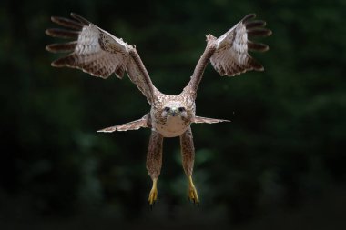 Hollanda 'daki Noord Brabant ormanında Akbaba (Buteo buteo) uçuyor. Yeşil orman arka planı