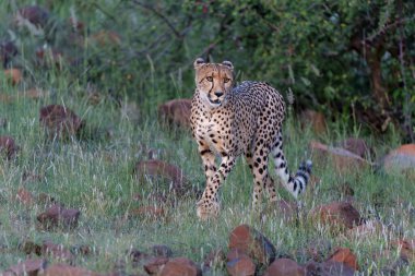 Çita (Acinonyx jubatus), Botswana 'daki Tuli Bloğunda öğleden sonra Mashatu Oyun Rezervi' nde avını arıyor.