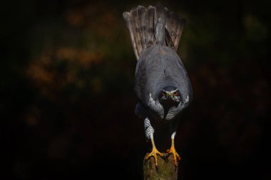 Kuzey Goshawk (accipiter gentilis) Hollanda 'daki ormanda bir kutupta oturuyor. Karanlık Arkaplan.