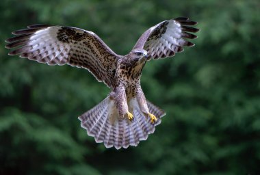 Hollanda 'daki Noord Brabant ormanında Akbaba (Buteo buteo) uçuyor. Yeşil orman arka planı