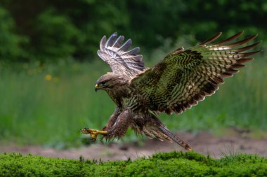 Hollanda 'daki Noord Brabant ormanında Akbaba (Buteo buteo) uçuyor. Yeşil orman arka planı