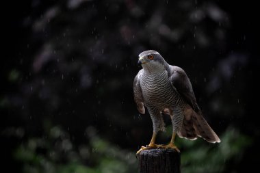 Kuzey Goshawk (accipiter gentilis) Hollanda 'daki ormanda bir kutupta oturuyor. Karanlık Arkaplan.