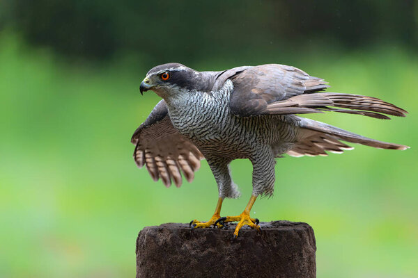 Northern Goshawk (accipiter gentilis) sitting on a pole in the forest in the Netherlands. Dark Background.