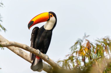 Toco tukan (Ramphastos toco), Brezilya 'da Pantanal' ın kuzey kesiminde yiyecek arayan, yaygın tukan ya da dev tukan olarak da bilinen bir toco tukandır.