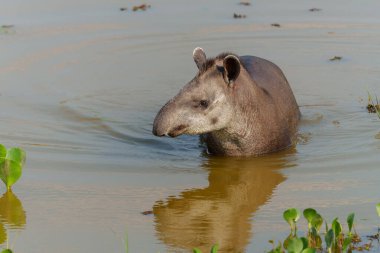 South American tapir (Tapirus terrestris) , also called the Brazilian tapir or lowland tapir, walking around and searching for food in the North Pantanal in Brazil clipart