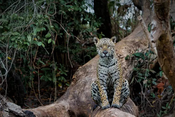 Jaguar (Panthera onca) Brezilya 'nın Mata Grosso kentindeki Kuzey Pantanal' ın sulak arazilerinde yiyecek arıyor.