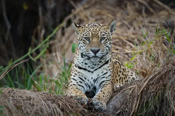 Jaguar (Panthera onca) Brezilya 'nın Mata Grosso kentindeki Kuzey Pantanal' ın sulak arazilerinde yiyecek arıyor.