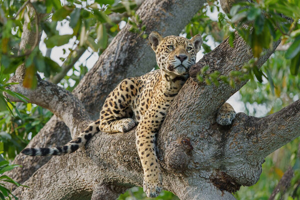 Jaguar Panthera Onca Looking Food Wetlands Northern Pantanal Mata Grosso Royalty Free Stock Photos