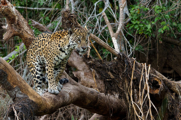 Jaguar Panthera Onca Looking Food Wetlands Northern Pantanal Mata Grosso Royalty Free Stock Images