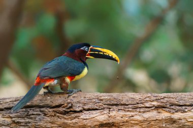 Brezilya 'nın Pantanal bölgesinde yiyecek arayan kestane kulaklı aracari (Pteroglossus castanotis)