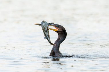 Neotropik Karabatak veya Olivaceous Karabatağı (Nannopterum brasilianum) Brezilya 'daki Pantanal Bataklıkları' nda balık yer.