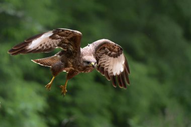 Hollanda 'daki Noord Brabant ormanında Akbaba (Buteo buteo) uçuyor. Yeşil Orman