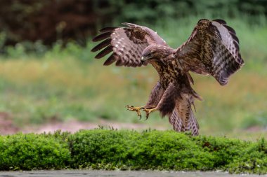 Hollanda 'daki Noord Brabant ormanında Akbaba (Buteo buteo) uçuyor. Yeşil Orman