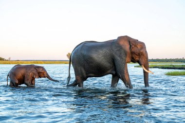 Öğleden sonra Namibya ve Botswana arasında Chobe Nehri 'ni geçen fillerle yakın temas..