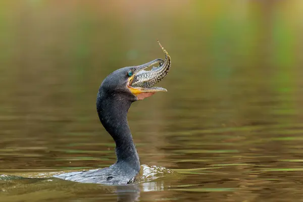 stock image Neotropic Cormorant or Olivaceous Cormorant (Nannopterum brasilianum) eating a fish in the Pantanal Wetlands in Brazil