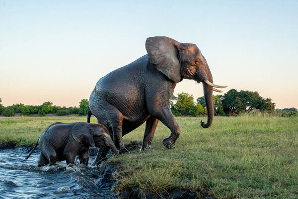 Close Encounter Elephants Crossing Chobe River Namibia Botswana Late Afternoon Royalty Free Stock Photos