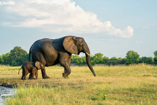 Close Encounter Elephants Crossing Chobe River Namibia Botswana Late Afternoon Royalty Free Stock Images