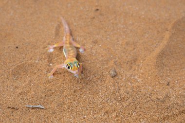 Namib çöl kertenkelesi (Pachydactylus vanzyli), Namibya 'da Swakopmund yakınlarında Namib Çölü' nün kırmızı kumunda bulunan Kaoko ağ ayaklı kertenkelesi olarak da bilinir.