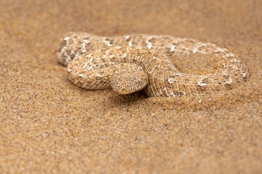 The sidewinder. The Desert sidewinding adder (Bitis peringueyi), also known as the Peringuey's adder or Peringuey's desert adder moving in the red sand of the Namib Desert near Swakopmund in Namibia clipart