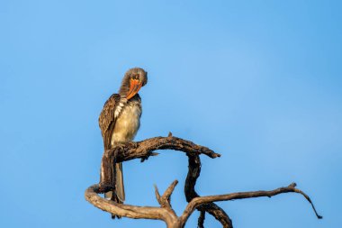 Bradfield Hornbill (Tockus bradfieldi), Namibya 'daki Caprivi Bulvarı' ndaki Bwabwata Ulusal Parkı 'nın bir parçası olan Mahango Ulusal Parkı' nın ilk ışıklarıyla bir dalda oturuyor..