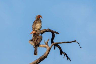 Bradfield Hornbill (Tockus bradfieldi), Namibya 'daki Caprivi Bulvarı' ndaki Bwabwata Ulusal Parkı 'nın bir parçası olan Mahango Ulusal Parkı' nın ilk ışıklarıyla bir dalda oturuyor..