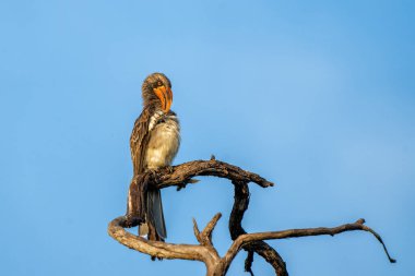 Bradfield Hornbill (Tockus bradfieldi), Namibya 'daki Caprivi Bulvarı' ndaki Bwabwata Ulusal Parkı 'nın bir parçası olan Mahango Ulusal Parkı' nın ilk ışıklarıyla bir dalda oturuyor..