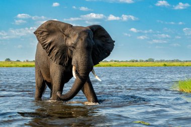 Tekneden inen bir boğa fili ile yakın temas. Afrika fili yeşil mevsimde Botswana ve Namibya arasındaki Chobe Nehri 'nde baskın davranışlar sergiliyor..