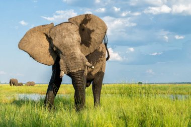 Tekneden inen bir boğa fili ile yakın temas. Afrika fili yeşil mevsimde Botswana ve Namibya arasındaki Chobe Nehri 'nde baskın davranışlar sergiliyor..