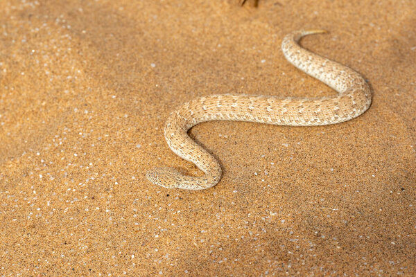 Sidewinder Desert Sidewinding Adder Bitis Peringueyi Also Known Peringuey Adder Stock Photo