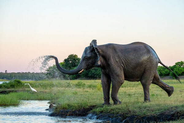 Close Encounter Bull Elephant Boat African Elephant Showing Dominant Behaviour Stock Image