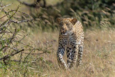  Leopar (Panthera Pardus) avlanıyor. Bu leopar Botswana 'daki Tuli Bloğunda Mashatu Oyun Alanı' nda avlanıyordu.