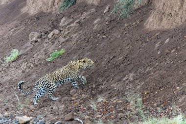  Leopar (Panthera Pardus) avlanıyor. Bu leopar Botswana 'daki Tuli Bloğunda Mashatu Oyun Alanı' nda avlanıyordu.