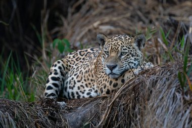 Jaguar (Panthera onca) Brezilya 'nın Mata Grosso kentindeki Kuzey Pantanal' da dinleniyor.